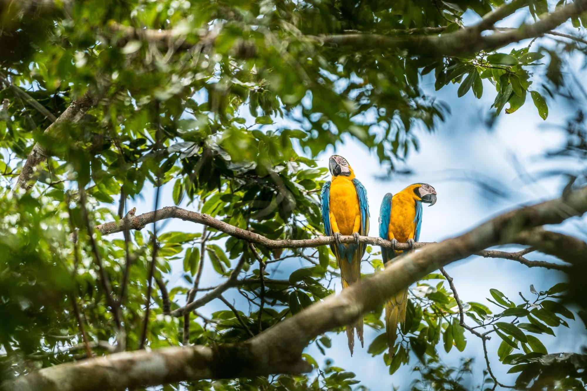 Caiman Lodge - Cuyabeno Nature Amazon Tour Exterior photo