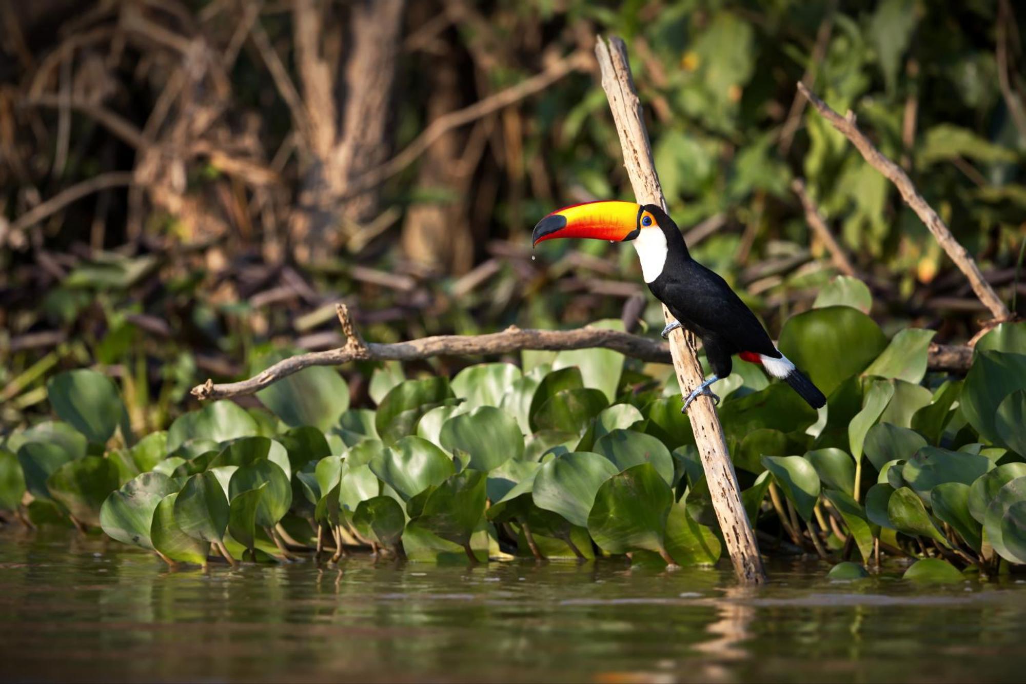 Caiman Lodge - Cuyabeno Nature Amazon Tour Exterior photo